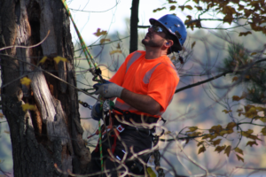 Tree Service in Westchester County NY